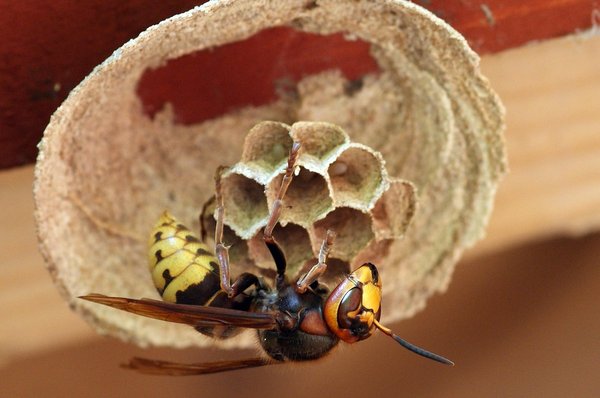 Pièges à frelons asiatiques : efficacité et sécurité pour votre jardin